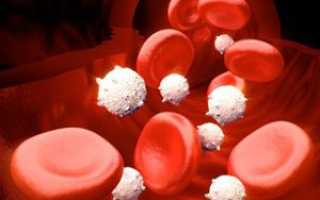 Повышенные лейкоциты в крови у женщин