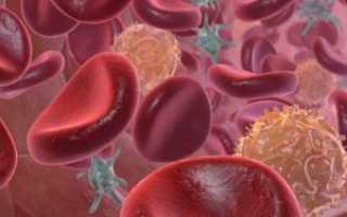 Повышение MCHC в анализе крови